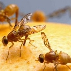 Macro photo of fruit flies